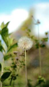 花的特写镜头