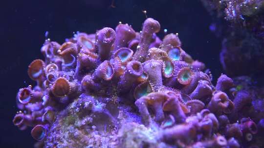 纽扣珊瑚
