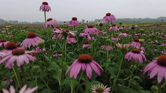 航拍 花海 紫花 格桑花 郊野 怒放 远山