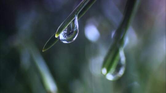 大自然中的树叶美景雨滴滴落