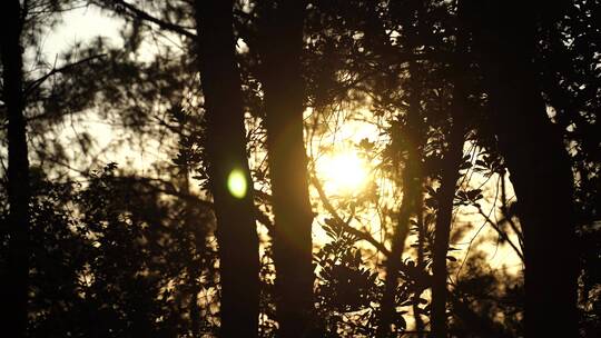 松树林树林逆光剪影树木夕阳森林夜幕降临