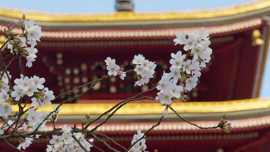 湖北武汉市东湖磨山樱花园五重塔与白色樱花