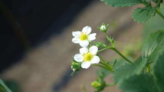 农民田间劳动种植蔬菜蔬菜大棚里的蔬菜草莓