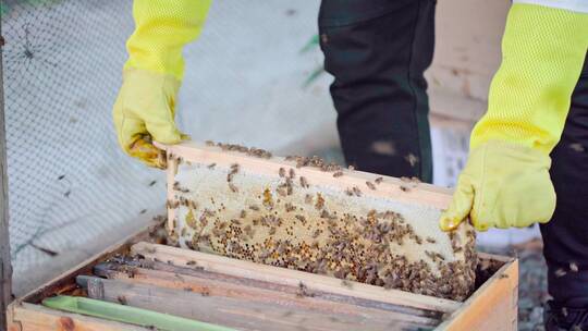 中蜂蜂农查看蜂群取蜂蜜视频素材模板下载
