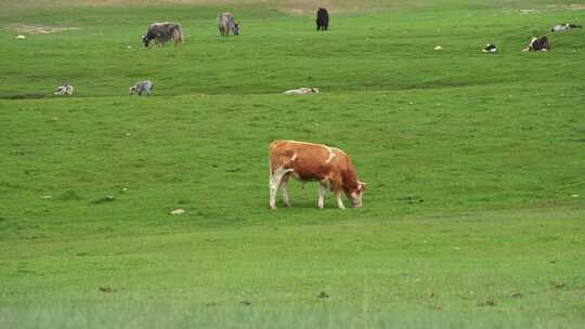 新疆巴音布鲁克草原上放牧的牛群