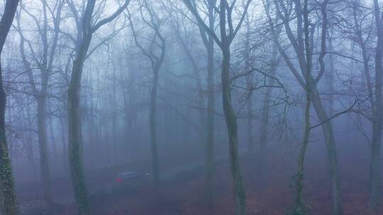 汽车行驶在雾蒙蒙的森林里 