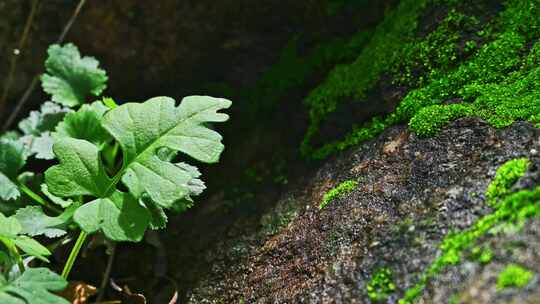 夏季雨后山林石头上绿色苔藓光影