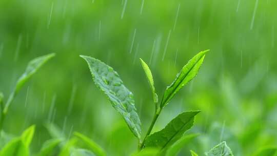 下雨天树叶雨水滴叶子茶树雨水雨滴茶叶特写