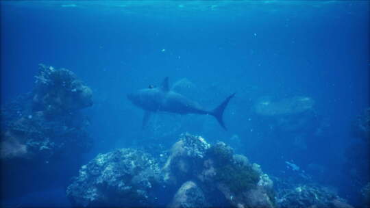 海底游动的大白鲨