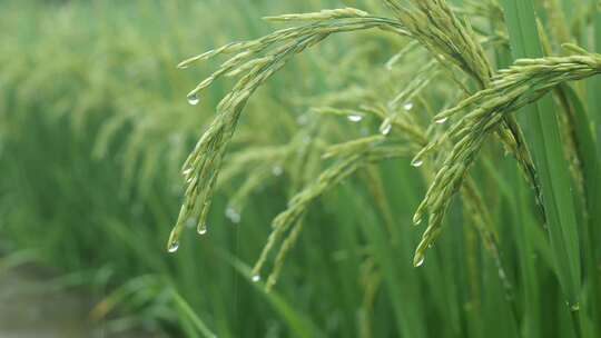 雨中的稻穗水稻特写雨露水珠田野