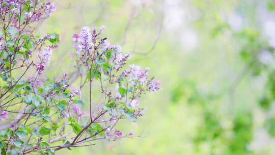 紫色的丁香花在微风中飘摇