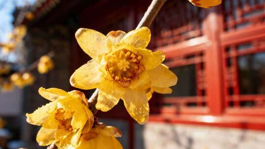 冬日暖阳红墙腊梅唯美古风意境视频