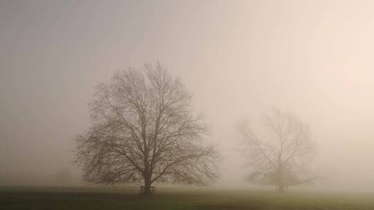 大雾中的树木
