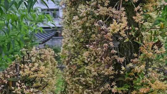 石斛花 养生仙草开花