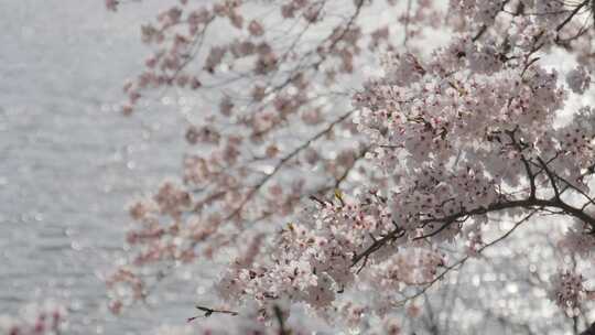 樱花春天花海