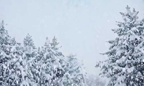 大雪纷飞中的雪松林