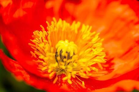 逐步生长的力量 力量 生长 逐渐 自然 逐步生长的力量 力量 生长 逐渐 自然