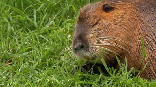 海狸鼠、食草动物、Coypu、啮齿动物