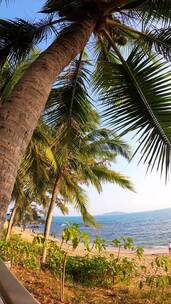 4K海南三亚大海沙滩海边落日阳光椰子树