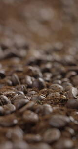 4K竖屏移动展示泥土里的咖啡豆
