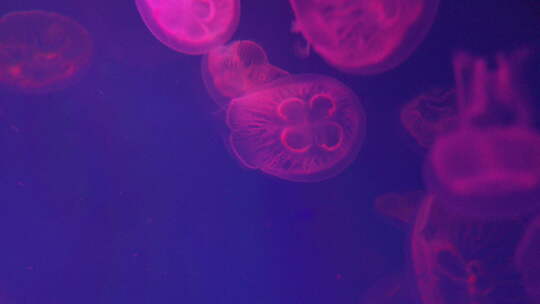 水母 海底世界视频素材模板下载