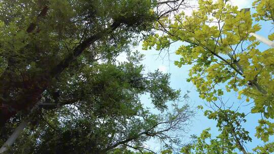 蓝天白云绿色植物树枝树叶夏日风景实拍