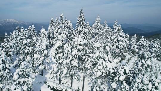 杭州余杭窑头山大麓寺茶园森林雪景航拍