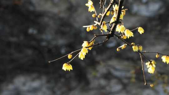 腊梅花开苏州园林艺圃古建风光