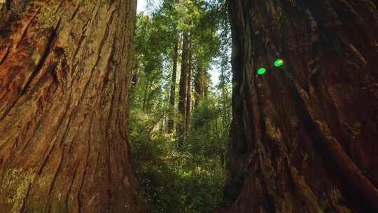 原始森林风光地貌空镜视频素材模板下载