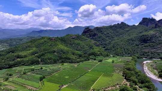 武夷山茶山茶园