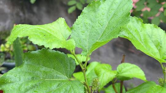 桑树植物叶子视频素材模板下载