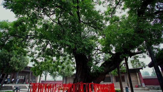 平遥双林寺院内百年古树特写