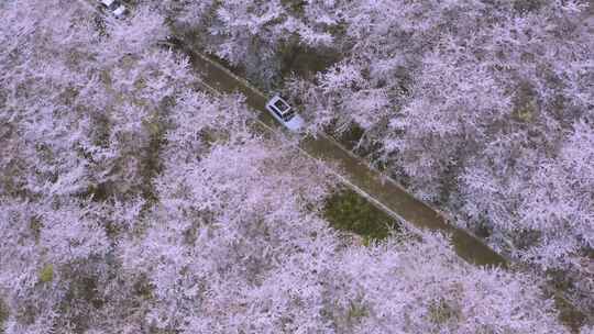 贵州平坝樱花园 城市景区航拍4k视频素材模板下载
