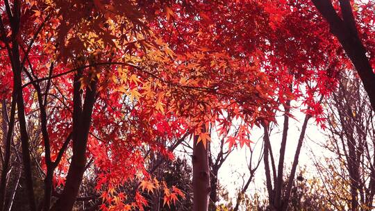 金秋红色枫树叶1