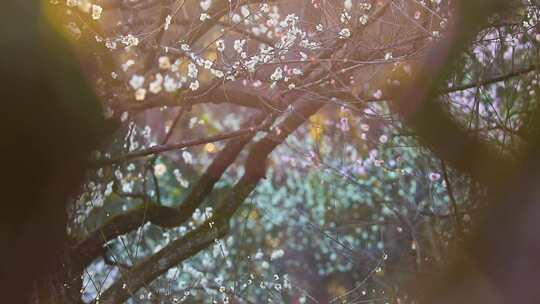 早春白梅绿梅盛开唯美空镜