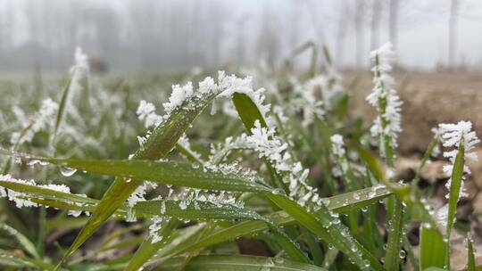 下霜雾凇白霜天气