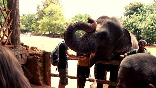 游客排队喂食大象慢动作