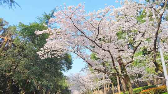 湖北武汉大学樱花盛开