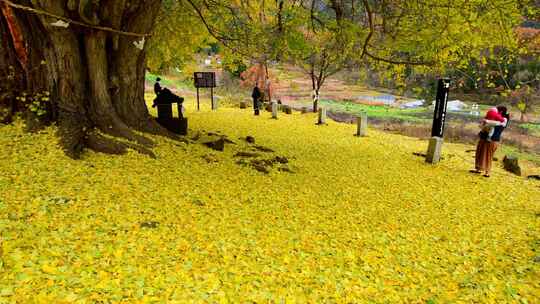 深秋满地金黄落叶