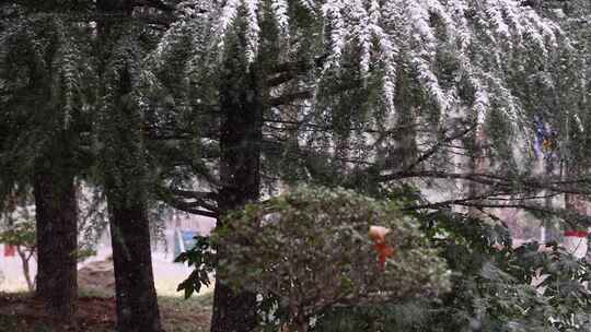 寒冷冬季公园松树雪花大雪空境升格