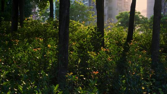 人与自然树林园林绿化公园夕阳阳光