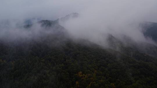 云海中的原始森林、
