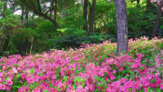 杭州临平公园春天满山遍野迎春杜鹃花映山红