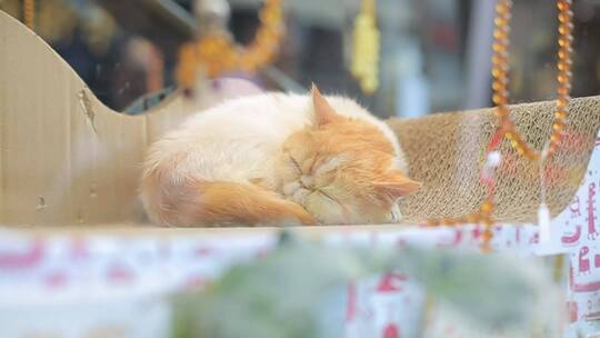 睡觉的加菲猫