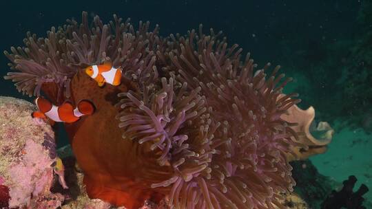 珊瑚中的小丑鱼