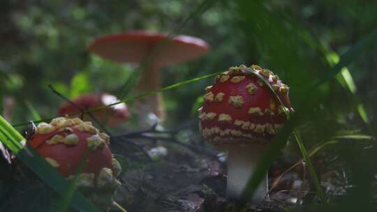 野生菌拍摄