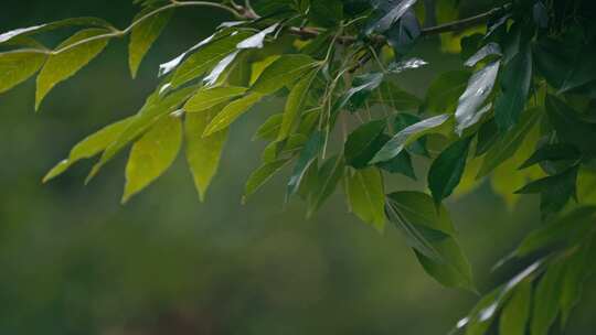 绿叶雨后雨滴水珠