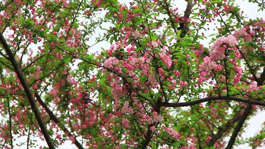 春风中摇摆的垂丝海棠实拍素材