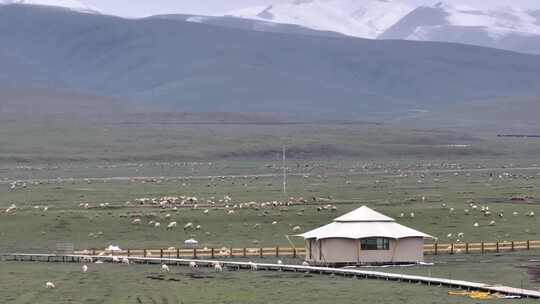 桑科草原 夏河湿地公园 湿地 生态 甘南