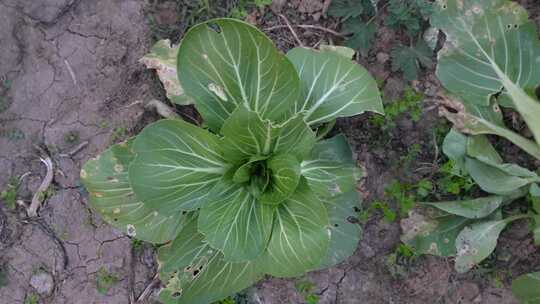 蔬菜种植  有机蔬菜 绿色 青菜 菜地  菜园